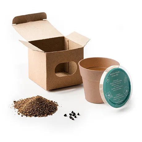 Liquidación- Kit de cultivo maceta - Petunias