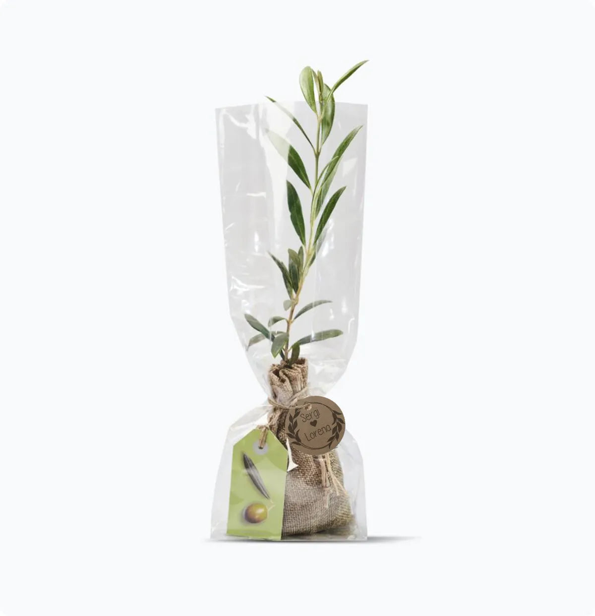 Plantas y árboles como Detalle para invitados natural - Ideal para bodas, bautizos y comuniones - De moi a toi